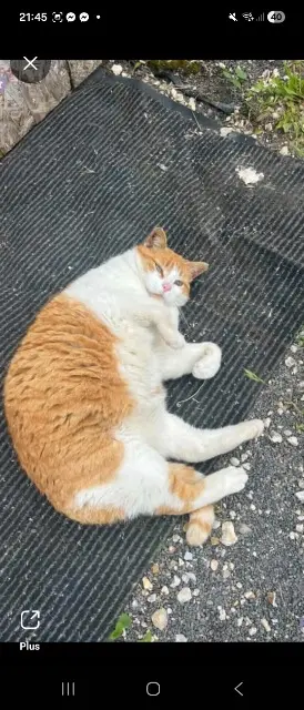 chat lost   14200 Hérouville-Saint-Clair Caramel