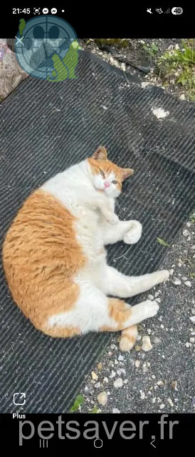 kater vermist 14200 Hérouville-Saint-Clair Caramel kater lost 14200 Hérouville-Saint-Clair Caramel