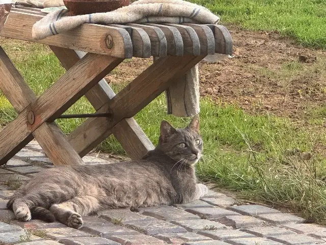 chat lost   14400 Saint-Loup-Hors carl