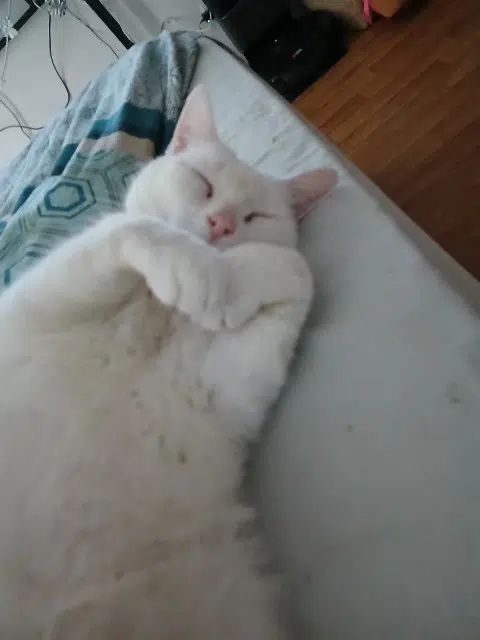 chat lost   14550 Blainville-sur-Orne Cesar