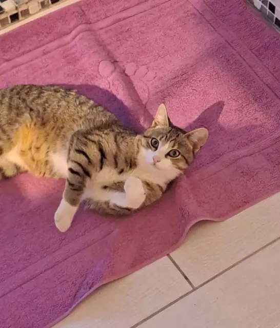 gato perdido 14400 Vaux-sur-Aure Charles gato lost 14400 Vaux-sur-Aure Charles