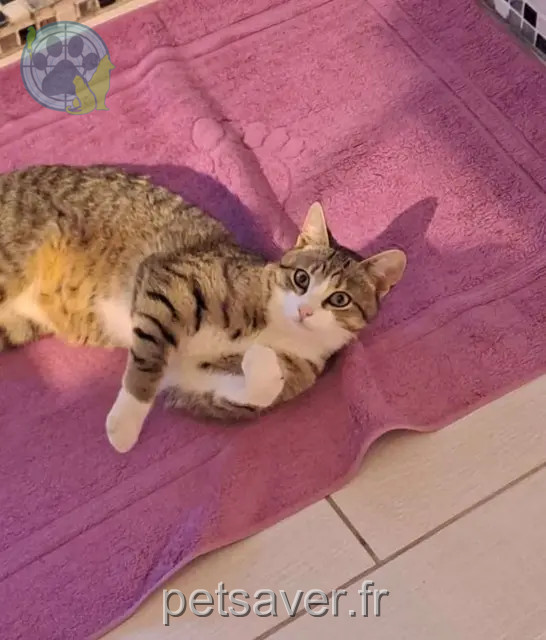 kater vermist 14400 Vaux-sur-Aure Charles kater lost 14400 Vaux-sur-Aure Charles