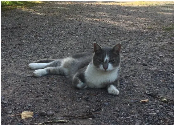 chat lost   14220 Grimbosq Chaussette