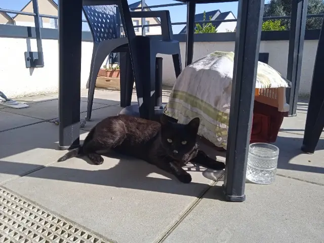 chat lost   14610 Colomby-Anguerny Balou