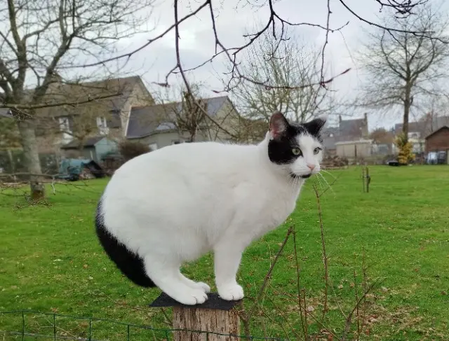 chat lost    Condé-en-Normandie Bouftout