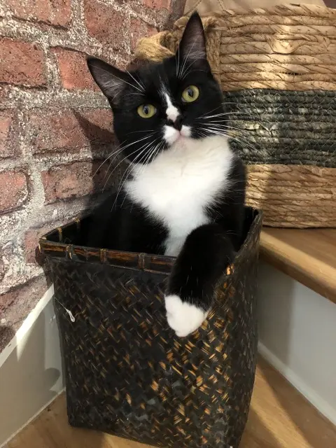 chat lost    Condé-en-Normandie Uno