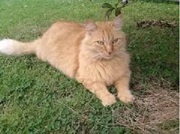 chat lost   14480 Creully sur Seulles Aramis