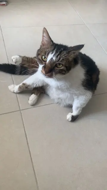 chat lost   14480 Creully sur Seulles Lisa