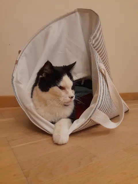 chat lost   14130 Coquainvilliers Diego