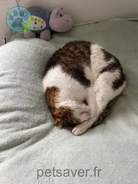 chat lost 14730 Giberville Fafa