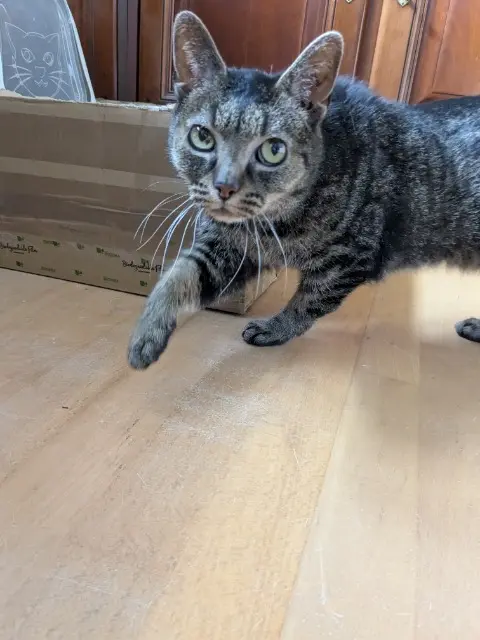 chat lost   14810 Merville-Franceville-Plage Glücklich/Paulin