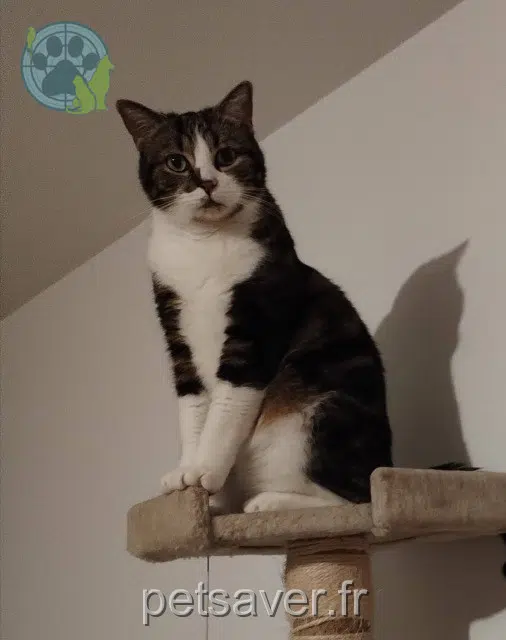 cat lost 14370 Canteloup Gollum cat lost 14370 Canteloup Gollum
