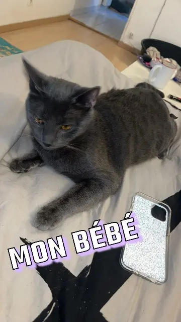 chat lost   14400 Bayeux Grisou
