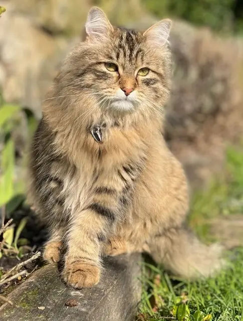 chat perdu 14430 Douville-en-Auge Hector chat lost 14430 Douville-en-Auge Hector