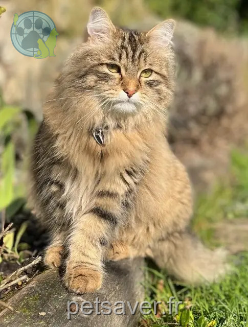gato perdido 14430 Douville-en-Auge Hector gato lost 14430 Douville-en-Auge Hector
