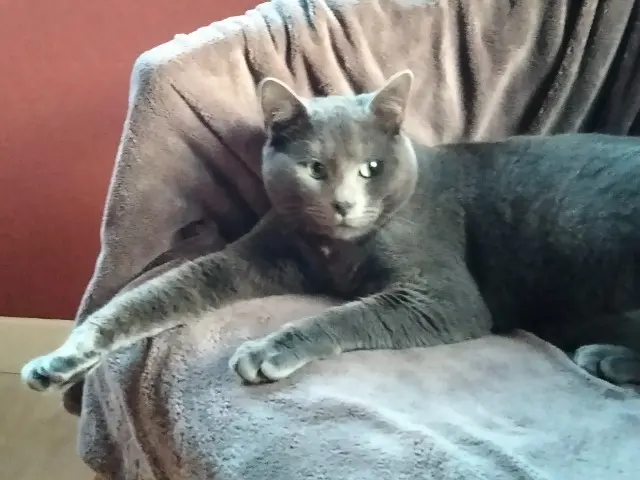 chat lost   14210 Amayé-sur-Orne Horus