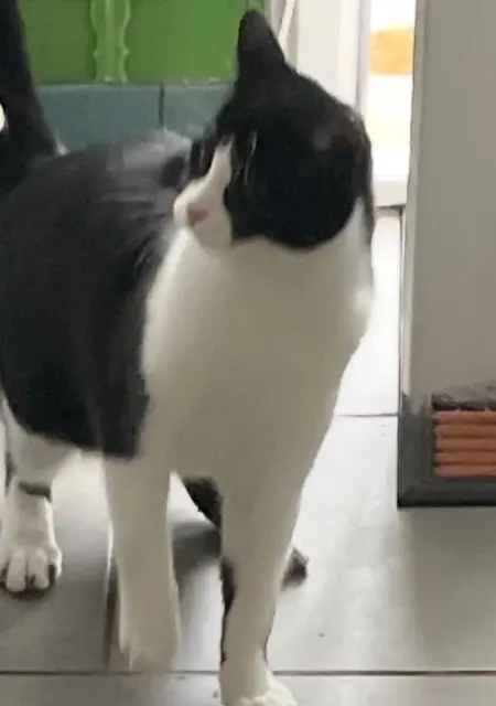 chat lost   14520 Port-en-Bessin-Huppain Joy