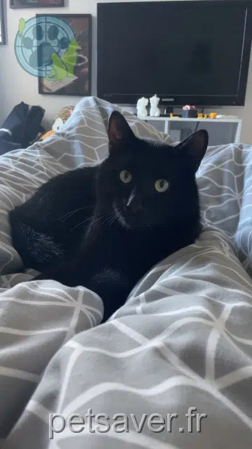 gato perdido 14610 Épron Kaaris gato lost 14610 Épron Kaaris