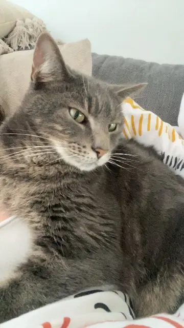 chat lost   14760 Bretteville-sur-Odon Kathous