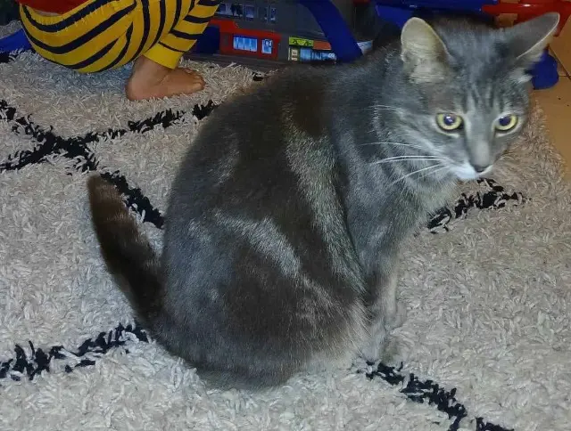 cat lost   14100 Glos Kiwi