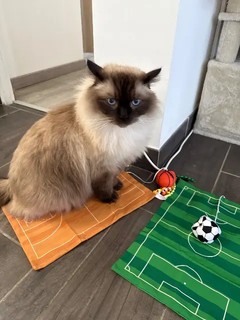 chat lost   14320 Laize-Clinchamps Pom