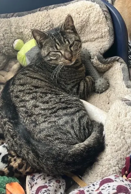 chat lost   14320 Laize-Clinchamps Spotty