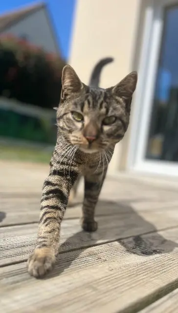 chat lost   14320 Laize-Clinchamps Spotty