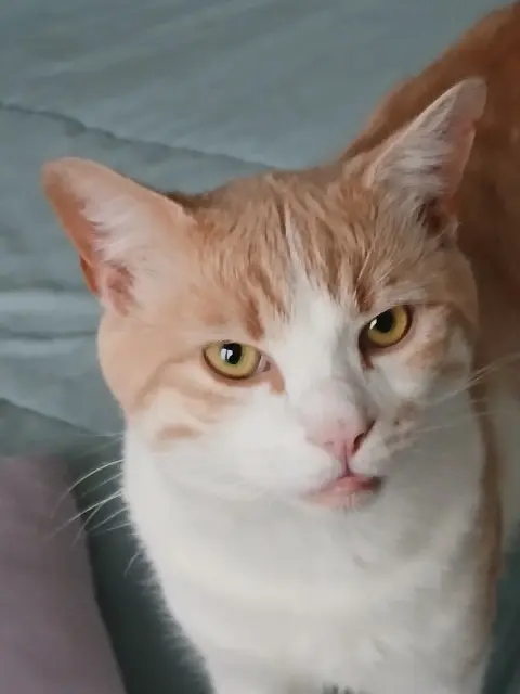 chat lost   14530 Luc-sur-Mer Leo