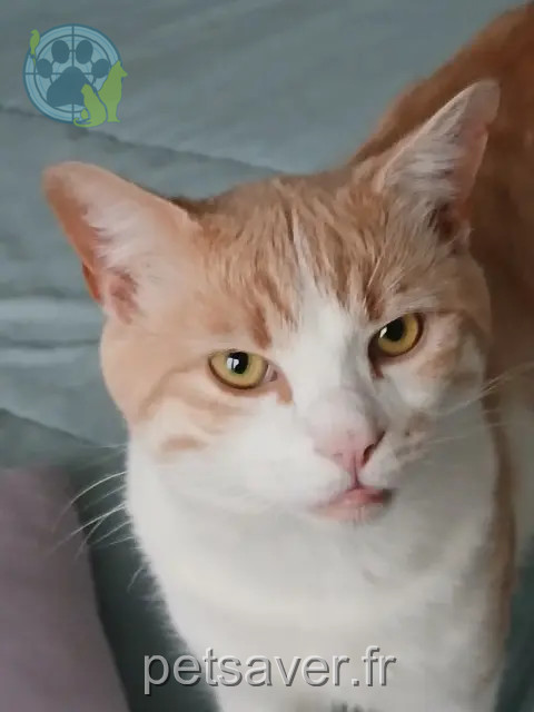 kater vermist 14530 Luc-sur-Mer Leo kater lost 14530 Luc-sur-Mer Leo
