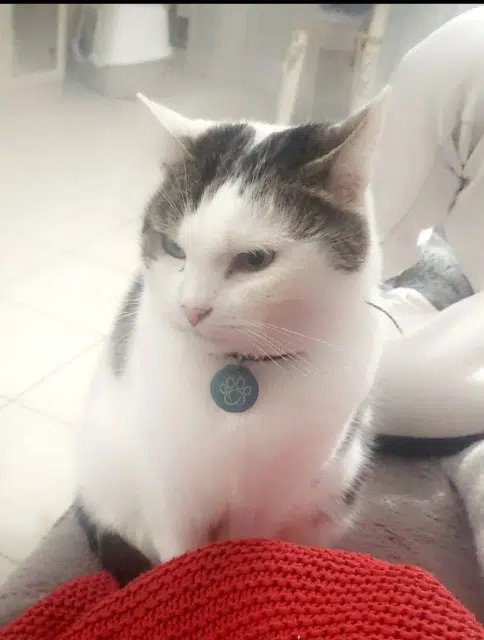 chat lost   14840 Démouville Letty