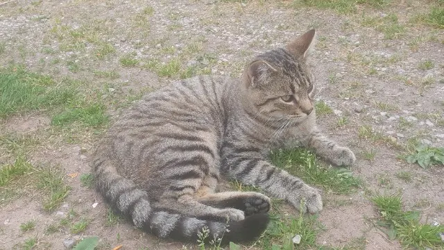 chat lost   14140 Livarot-Pays-d'Auge HÉLIOS