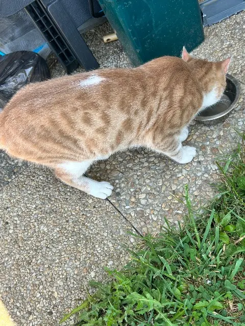 chat lost   14140 Livarot-Pays-d'Auge Flocon