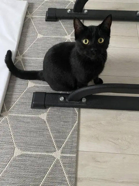 chat lost   14840 Démouville Meïko