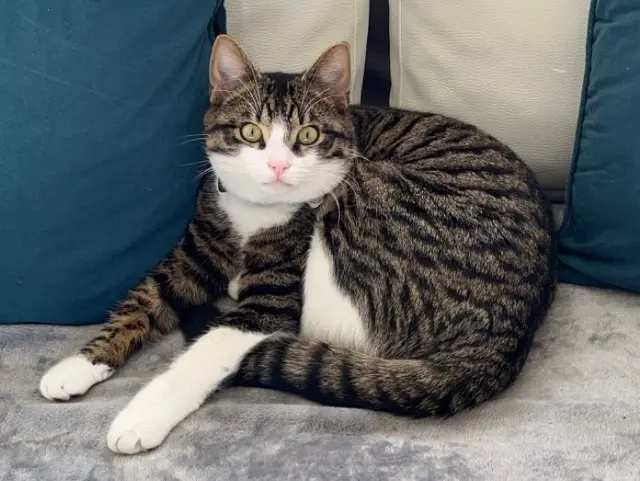 chat lost   14610 Fontaine-Henry Milo