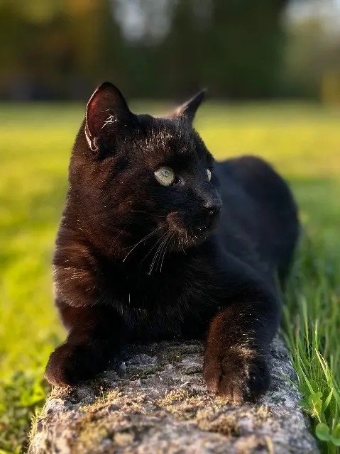 chat lost   14340 Bonnebosq Mimi