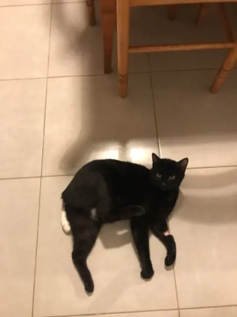 chat lost   14440 Douvres-la-Délivrande Moka
