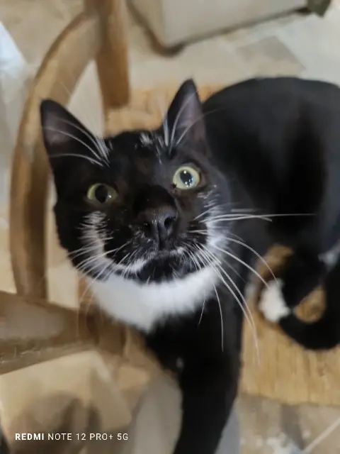 chat lost   14490 La Bazoque Mouchou