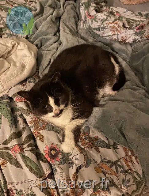 chat lost   14430 Branville Moustache