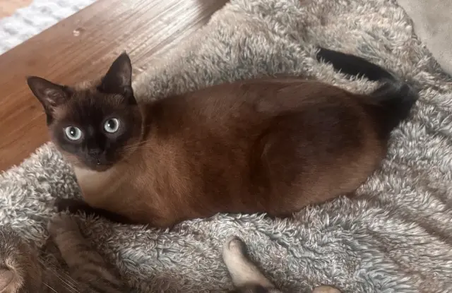 chat lost   14340 Saint-Ouen-le-Pin Mowgli