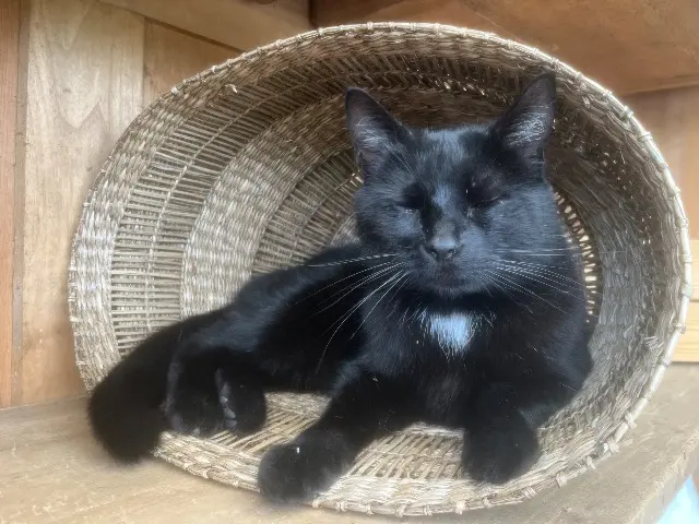 gato perdido 14880 Hermanville-sur-Mer Mâlo gato lost 14880 Hermanville-sur-Mer Mâlo