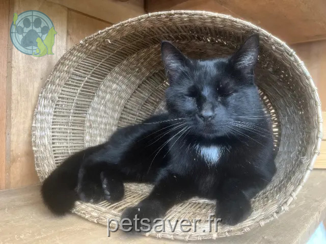 chat perdu 14880 Hermanville-sur-Mer Mâlo chat lost 14880 Hermanville-sur-Mer Mâlo