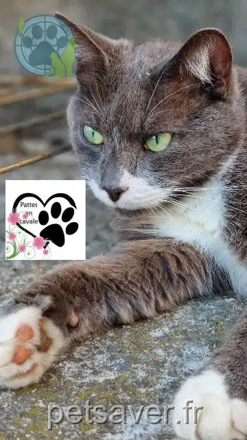 chat lost   14370 Méry-Bissières-en-Auge Django