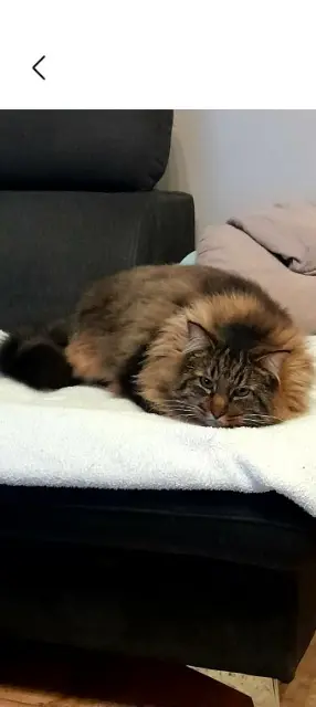 chat lost    Mézidon Vallée d'Auge Olaf