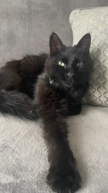 chat lost   14250 Audrieu Nino
