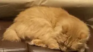chat lost   14990 Bernières-sur-Mer Norris