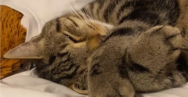 chat lost   14130 Reux Onyx