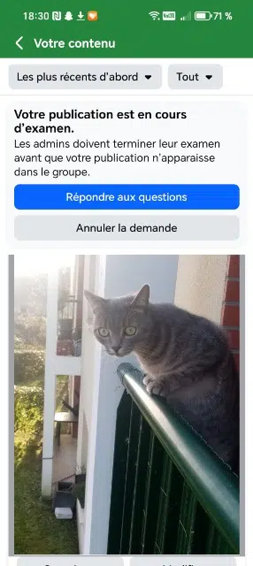 chat lost   14600 La Rivière-Saint-Sauveur Orage