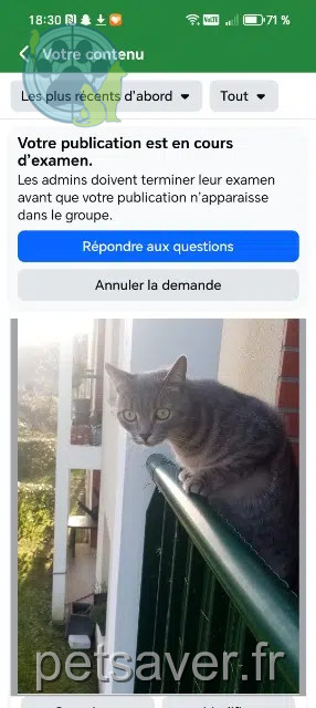 chat perdu 14600 La Rivière-Saint-Sauveur Orage chat lost 14600 La Rivière-Saint-Sauveur Orage