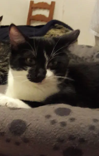 chat lost   14123 Ifs Oreo