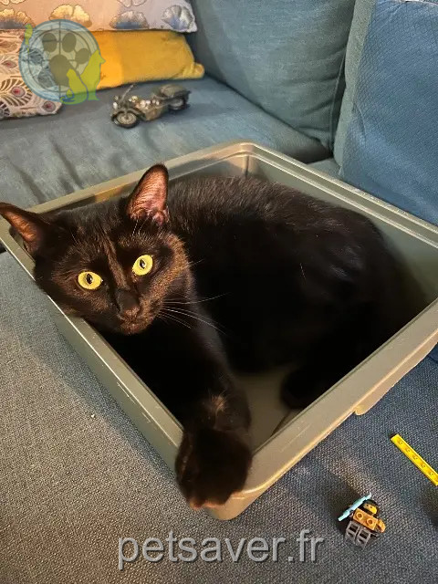 gato perdido 14850 Hérouvillette Oreo gato lost 14850 Hérouvillette Oreo